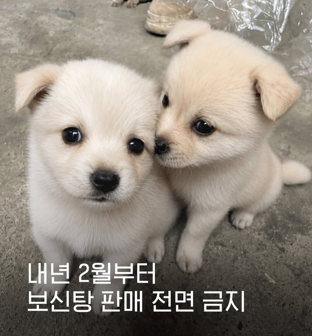 2027년 2월부터 보신탕 판매금지 1