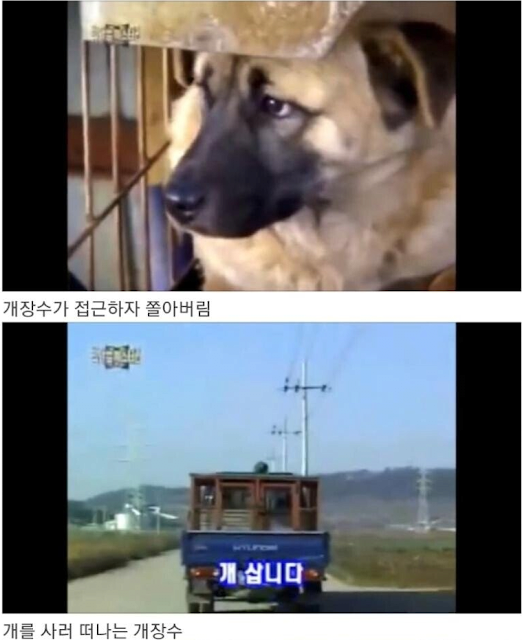개는 개장수를 알아본다 4