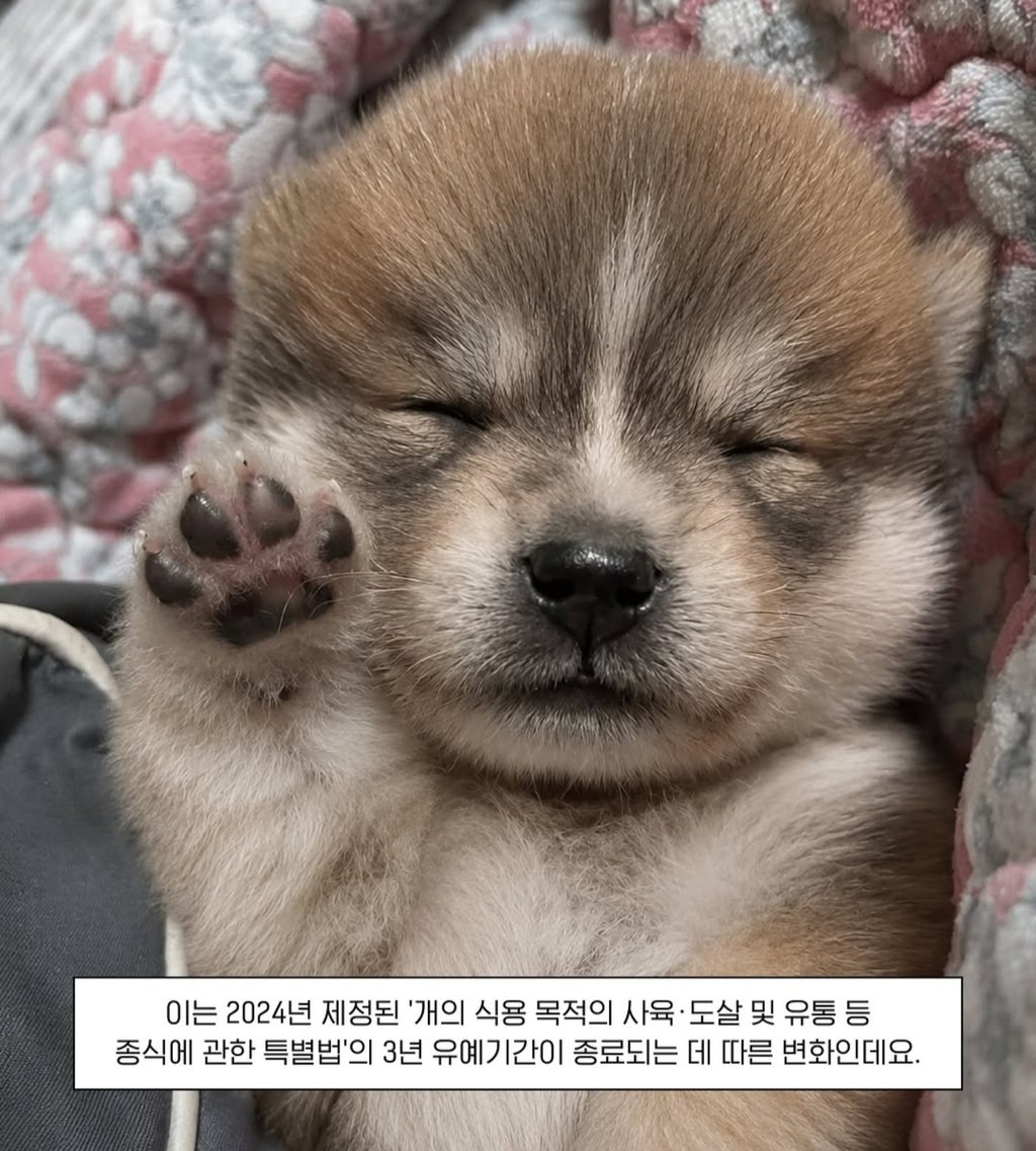 2027년 2월부터 보신탕 판매금지 3