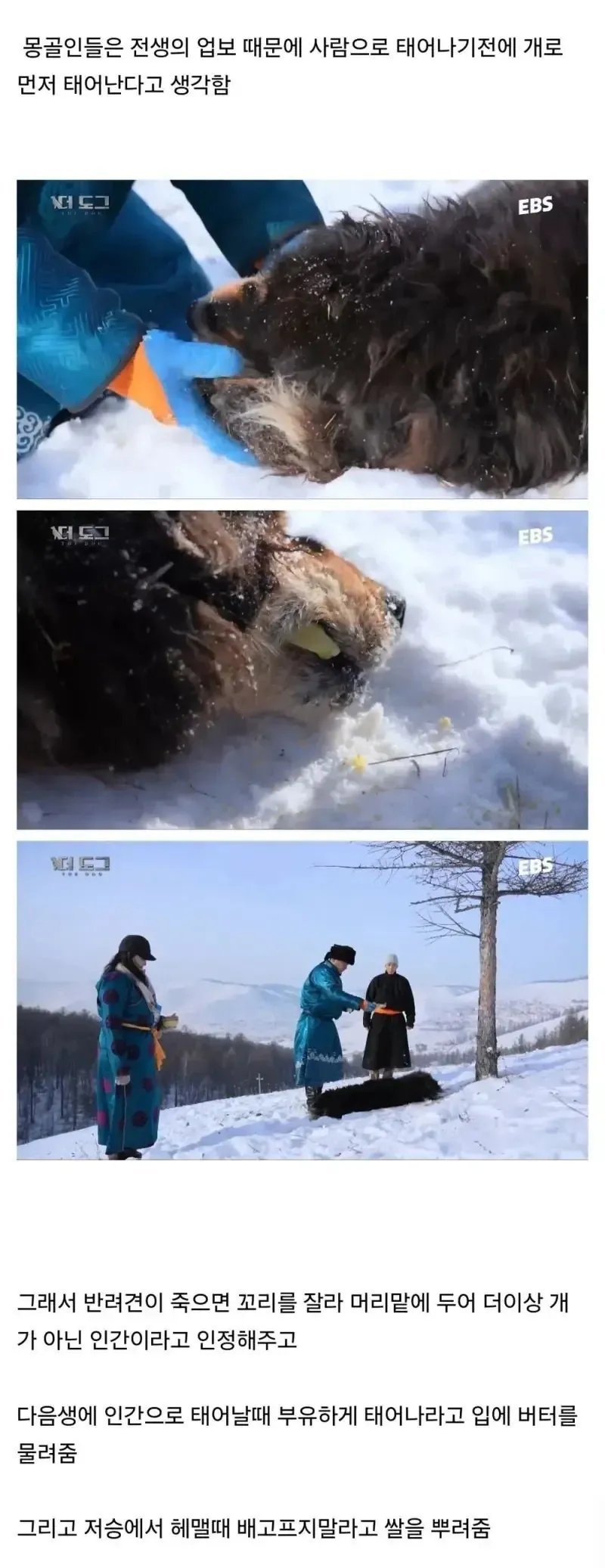 몽골인들이 반려견이 죽어도 슬퍼하지 않는 이유 1