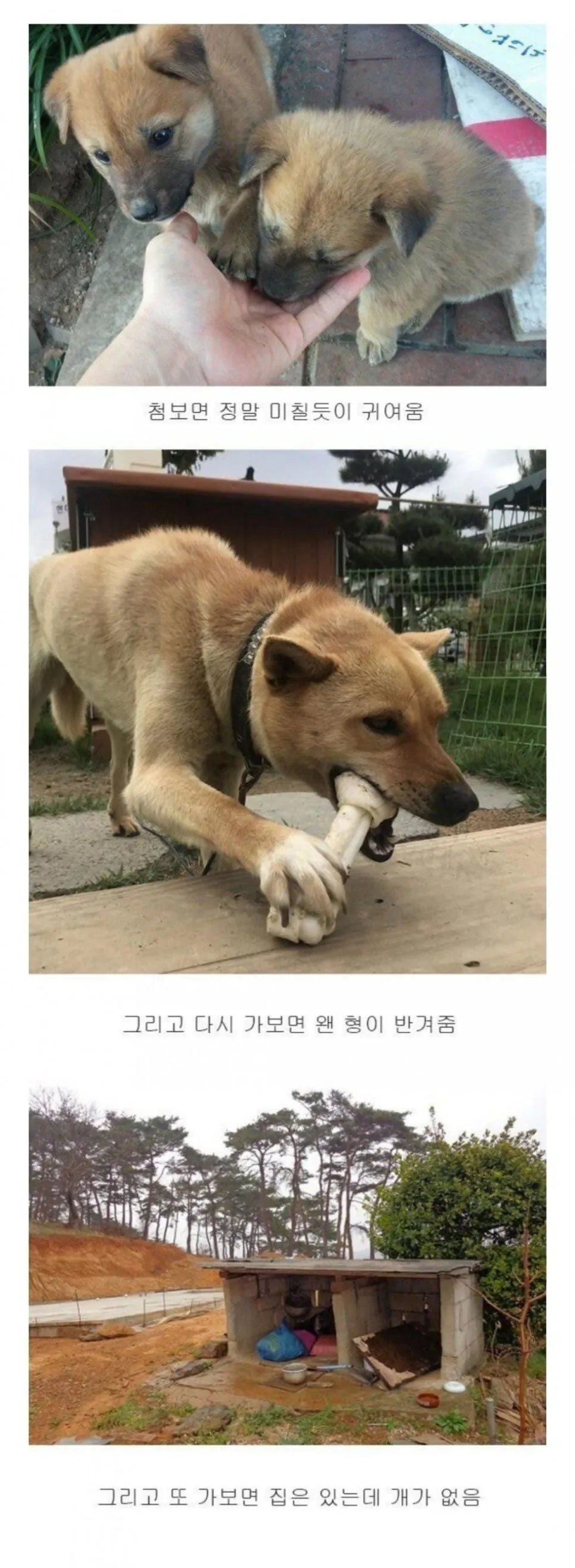 시골 강아지 특