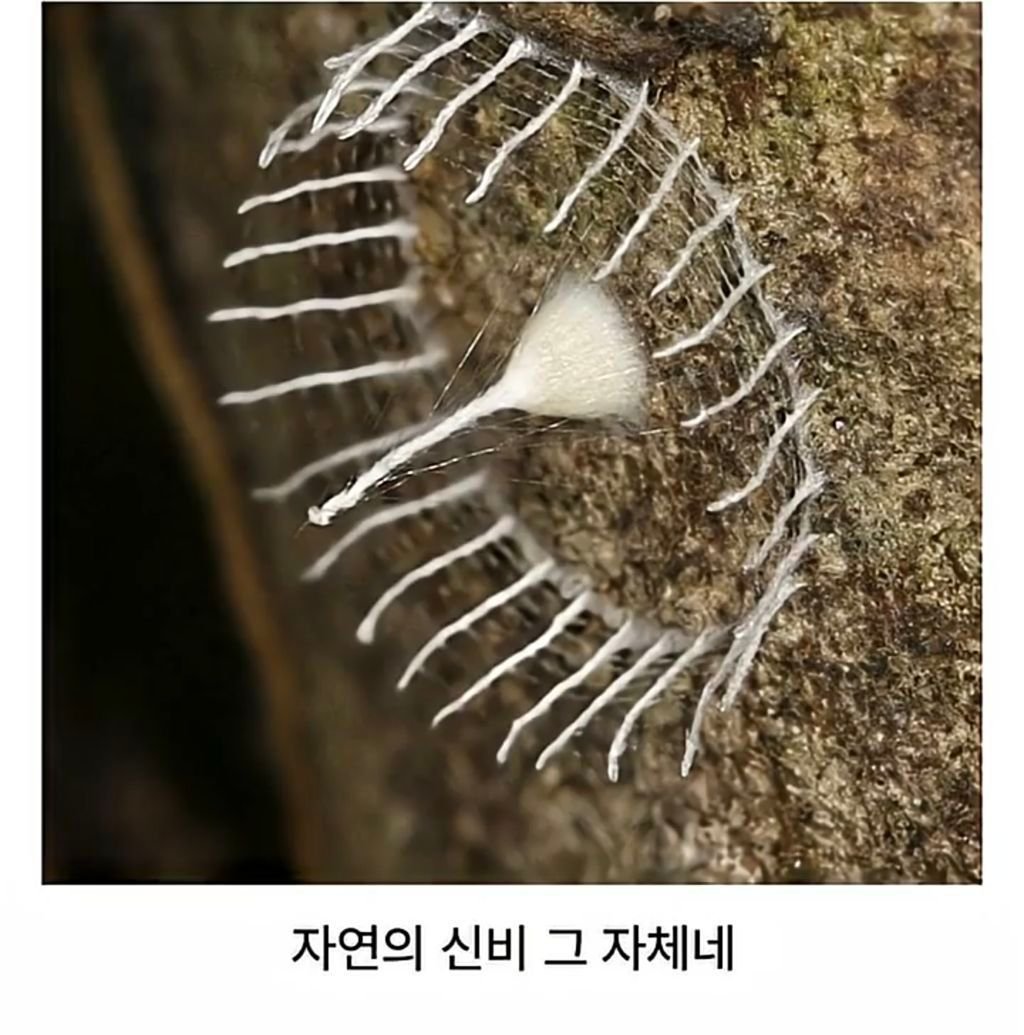 자연의 신비 거미가 지은집 3