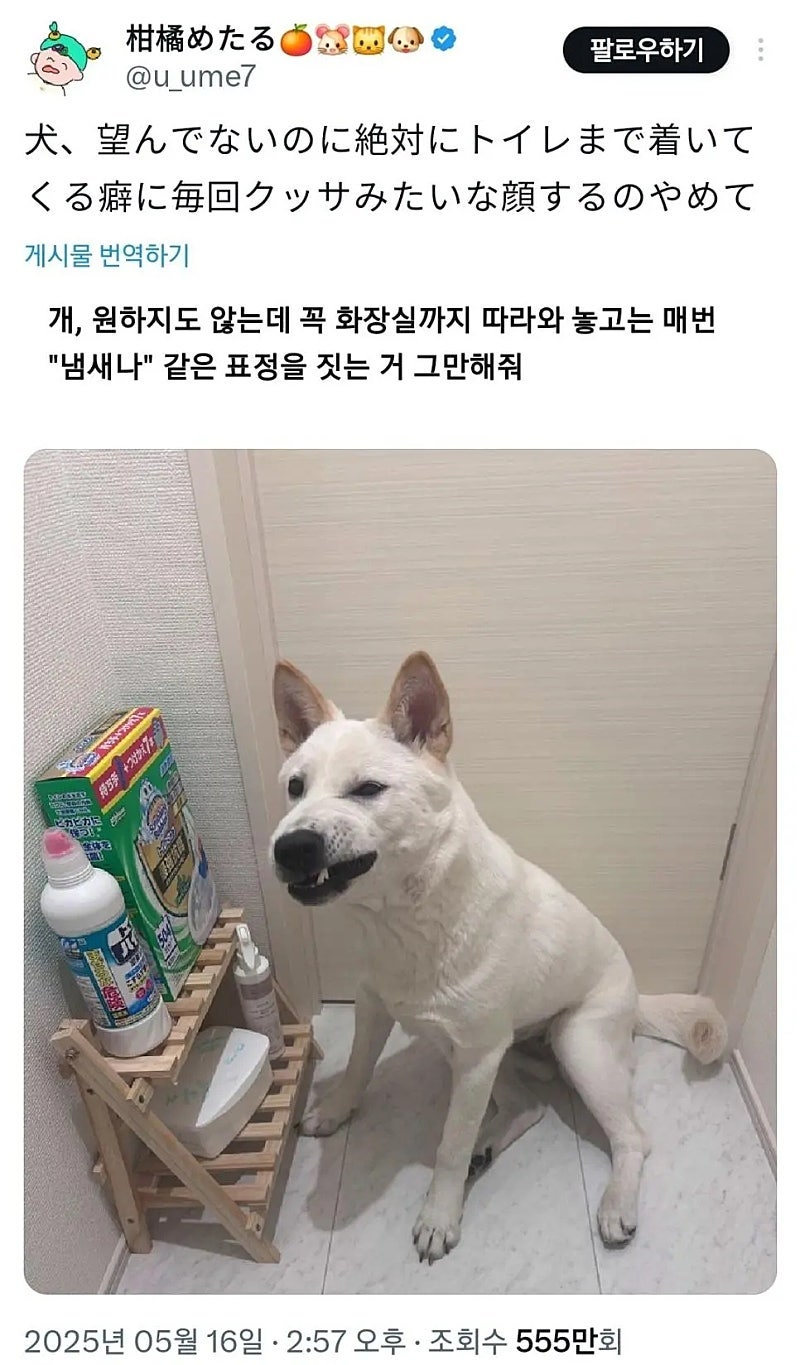 화장실 가면 꼭 따라오는 강아지