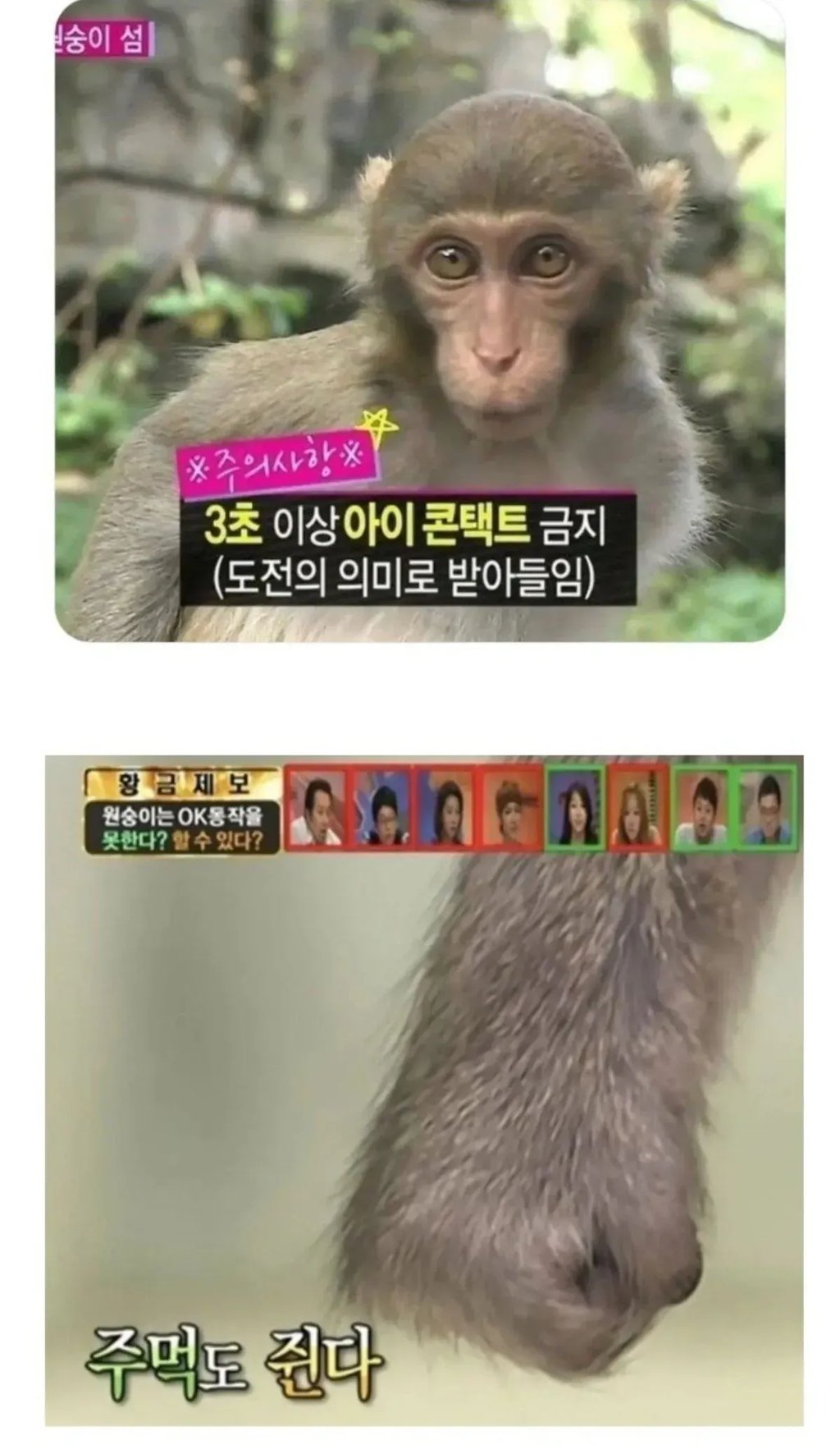 3초 이상 아이컨택하면 화내는 동물