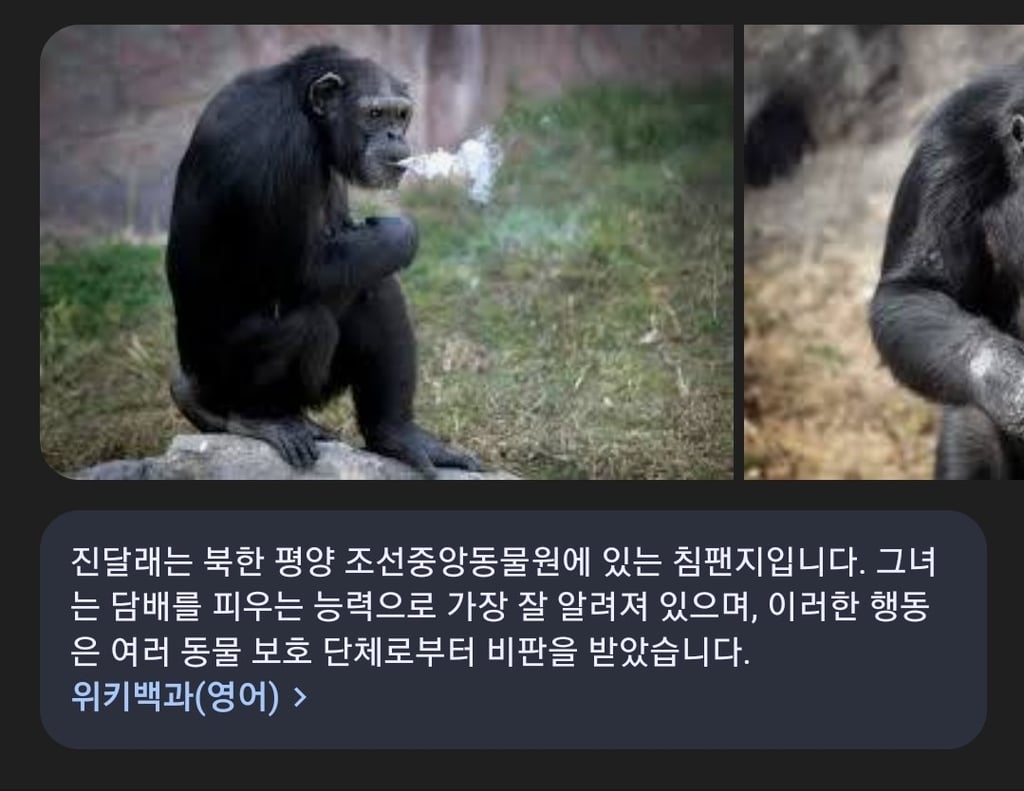 북한 평양 조선중앙동물원에 살고있는 신기한 침팬지 1