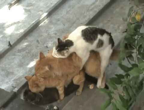 고양이 포썸 하는짤