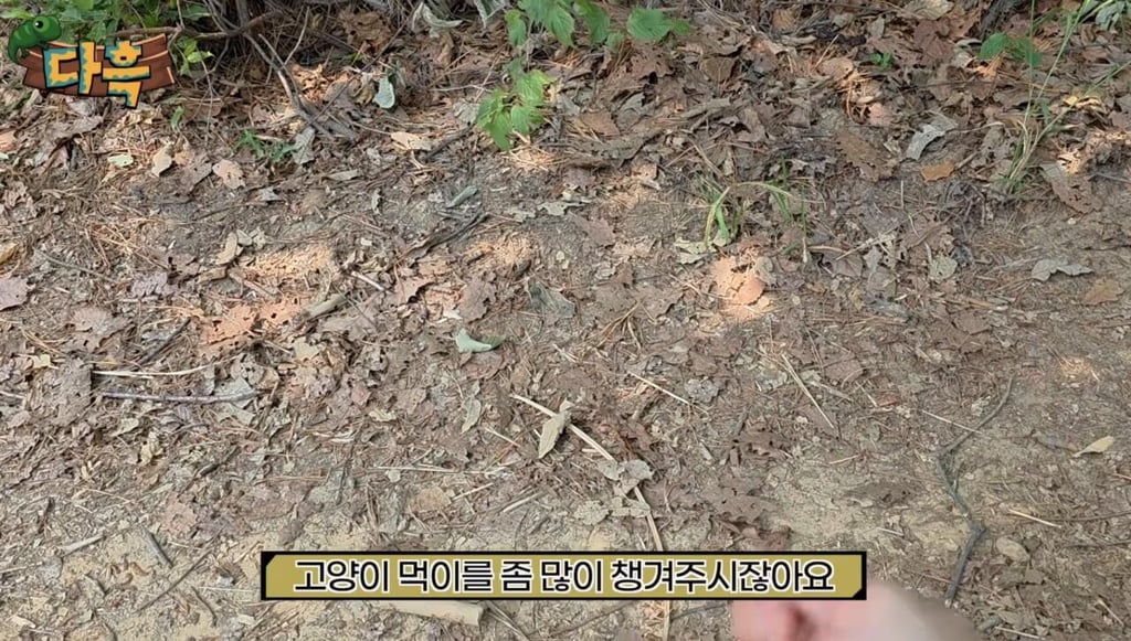 해충 갈색여치 확산 원인 3
