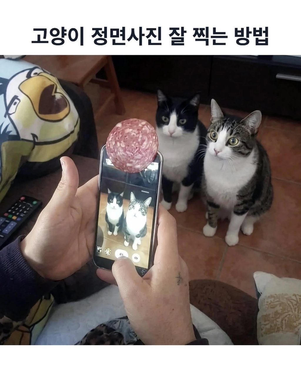 고양이 정면사진 잘찍는법 ㅋㅋ