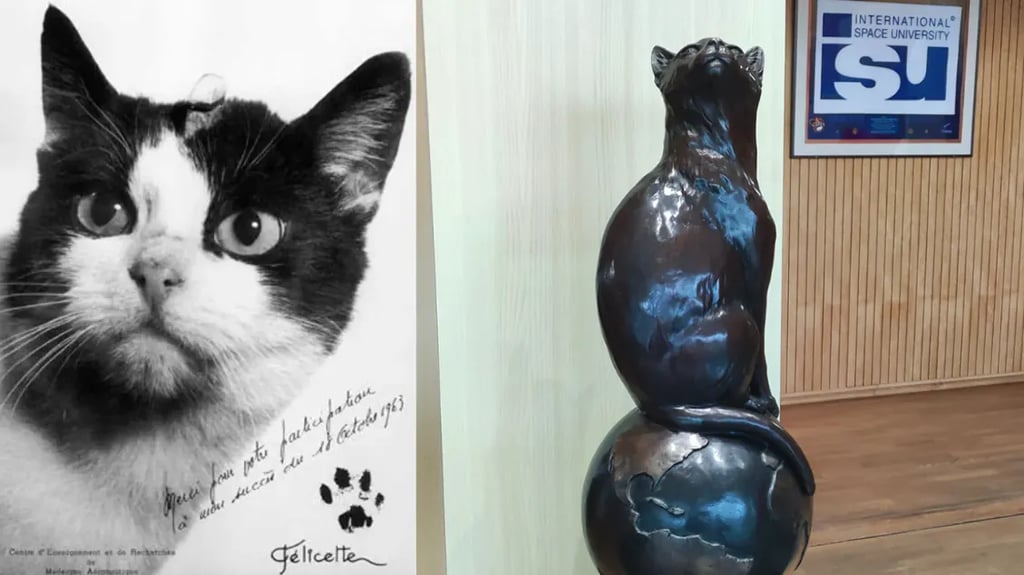 최초로 우주에 다녀온 고양이 11