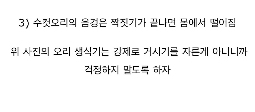 부러운?? 오리 거시기 4