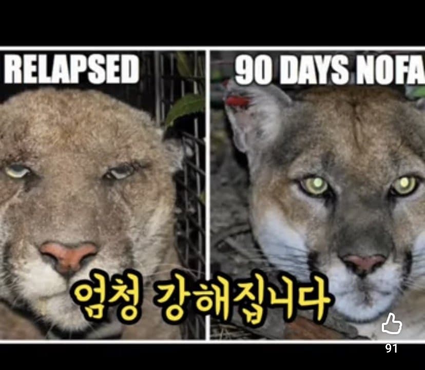 야동 중독이 뇌에 끼치는 영향 29