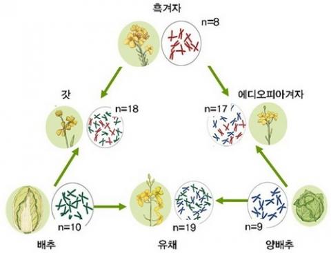 사실 역사가 100년 남짓밖에 안된 한국의 대표 음식 7