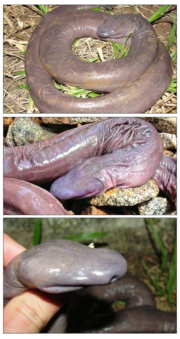 신기한 뱀 모양 고추 3