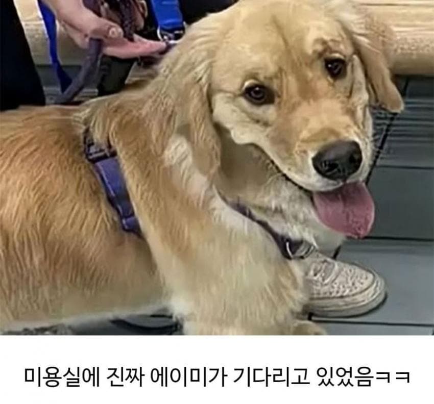 미용실 다녀온 후 예민해진 찹츄 6