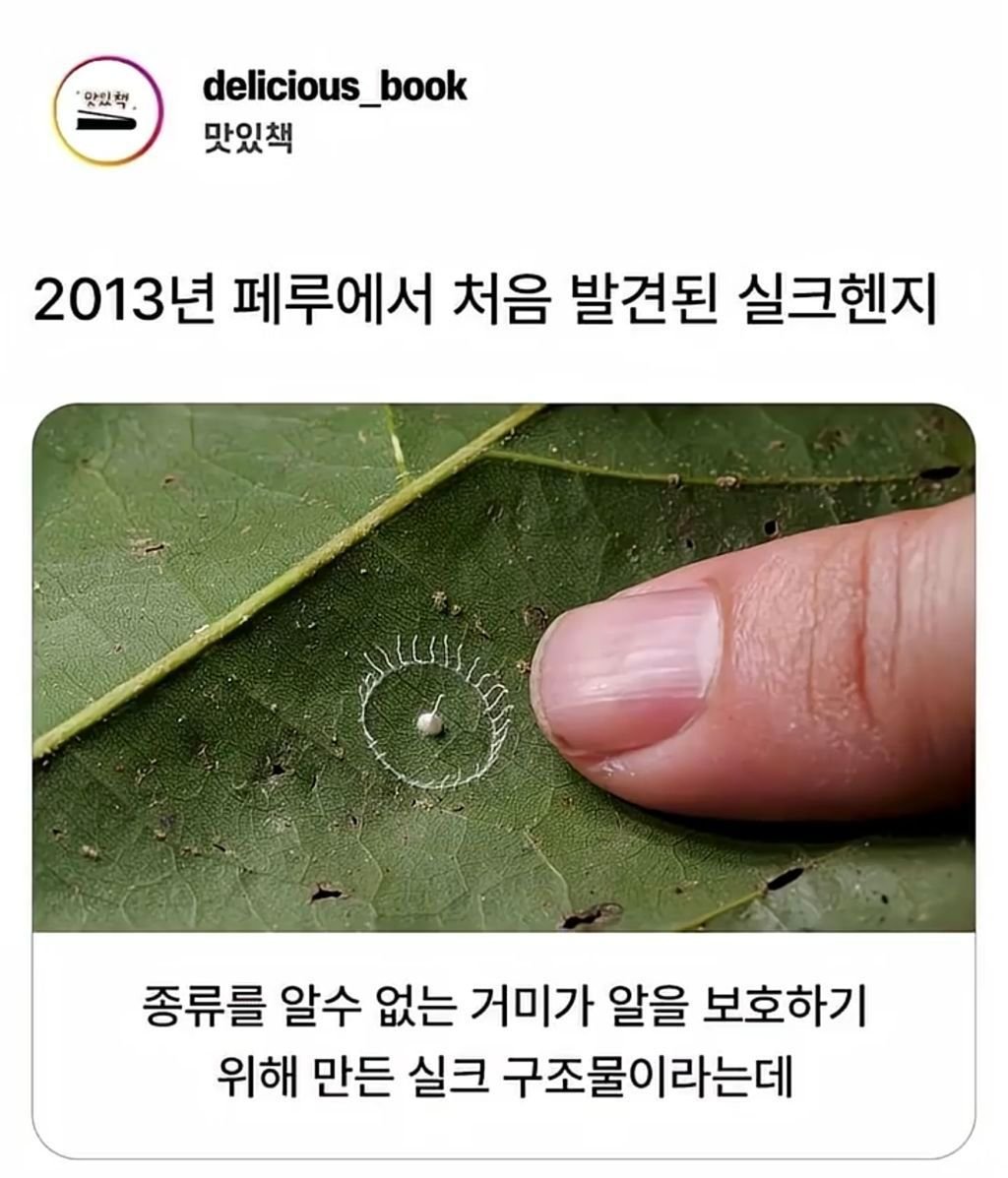 자연의 신비 거미가 지은집 1