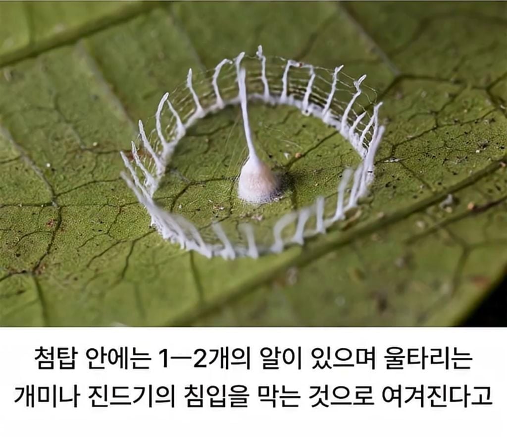 자연의 신비 거미가 지은집 2
