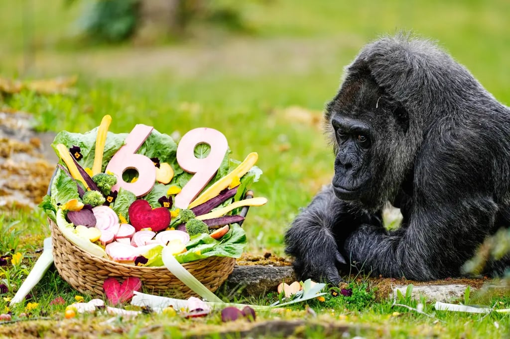 69세 생일을 맞이한 세계 최고령 고릴라 1