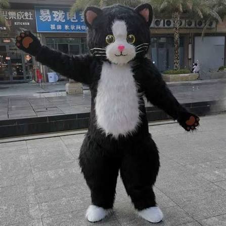 냥이 사진하나드림