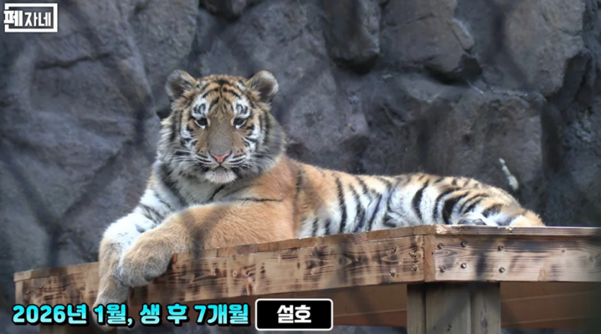 우리나라 호랑이 근황 1