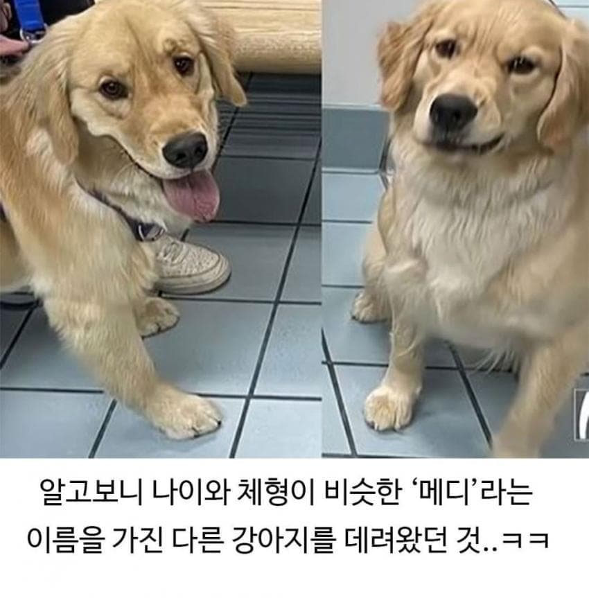 미용실 다녀온 후 예민해진 찹츄 7