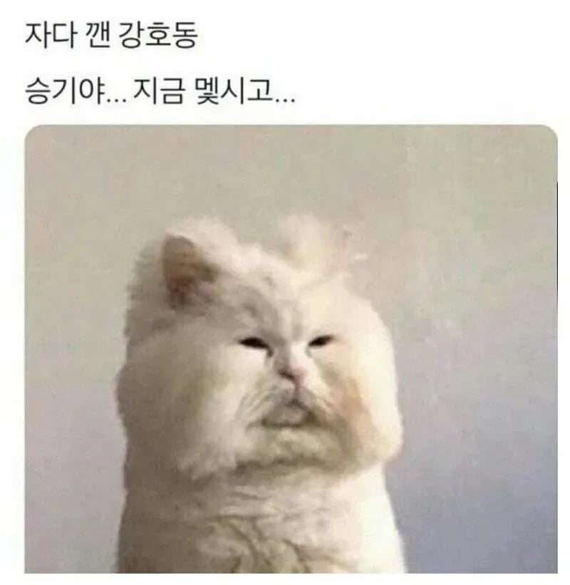 반박불가 연예인 최고 고양이상 2