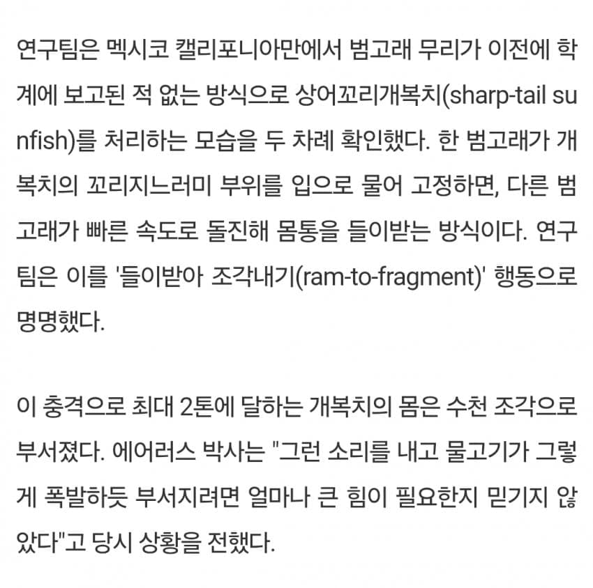 개복치 시체 터트리면서 노는 범고래 3