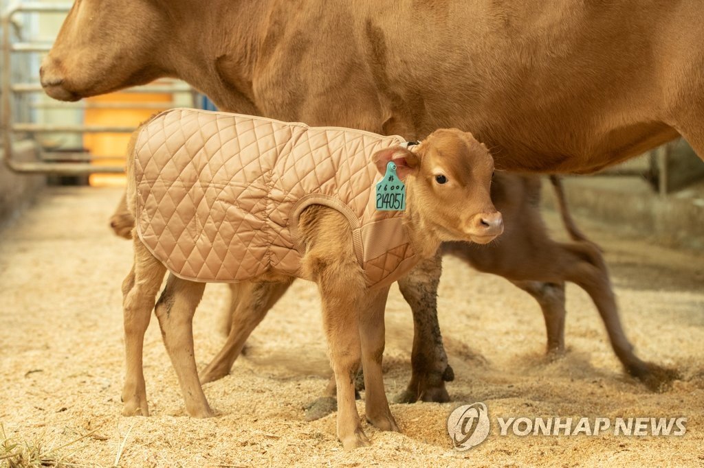 송아지 요리에 숨겨진 비밀 1