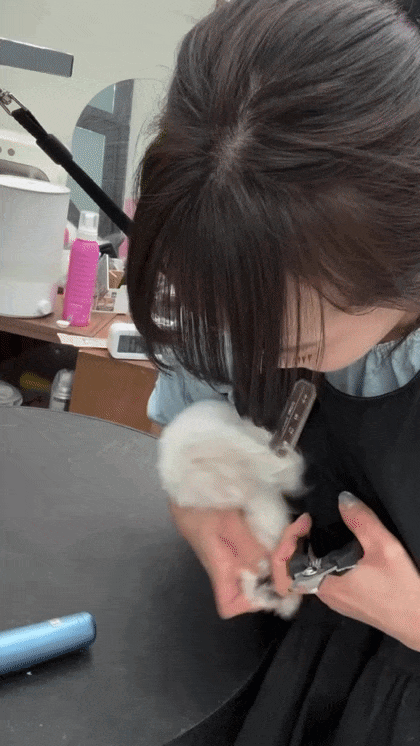 발톱깎기 싫은 강아지