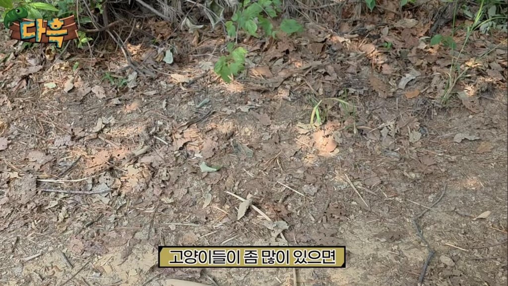 해충 갈색여치 확산 원인 2