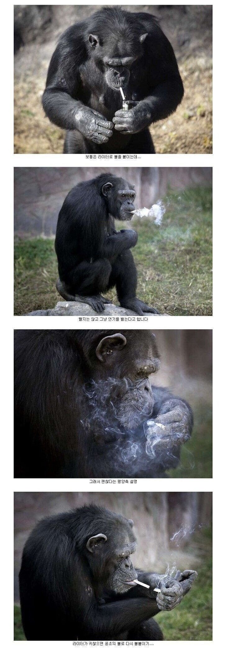 북한 평양 조선중앙동물원에 살고있는 신기한 침팬지 2