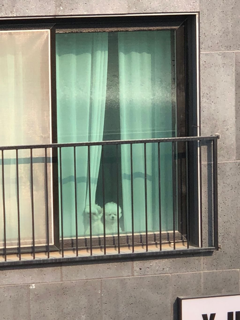 강아지가 갑자기 짖은이유 3