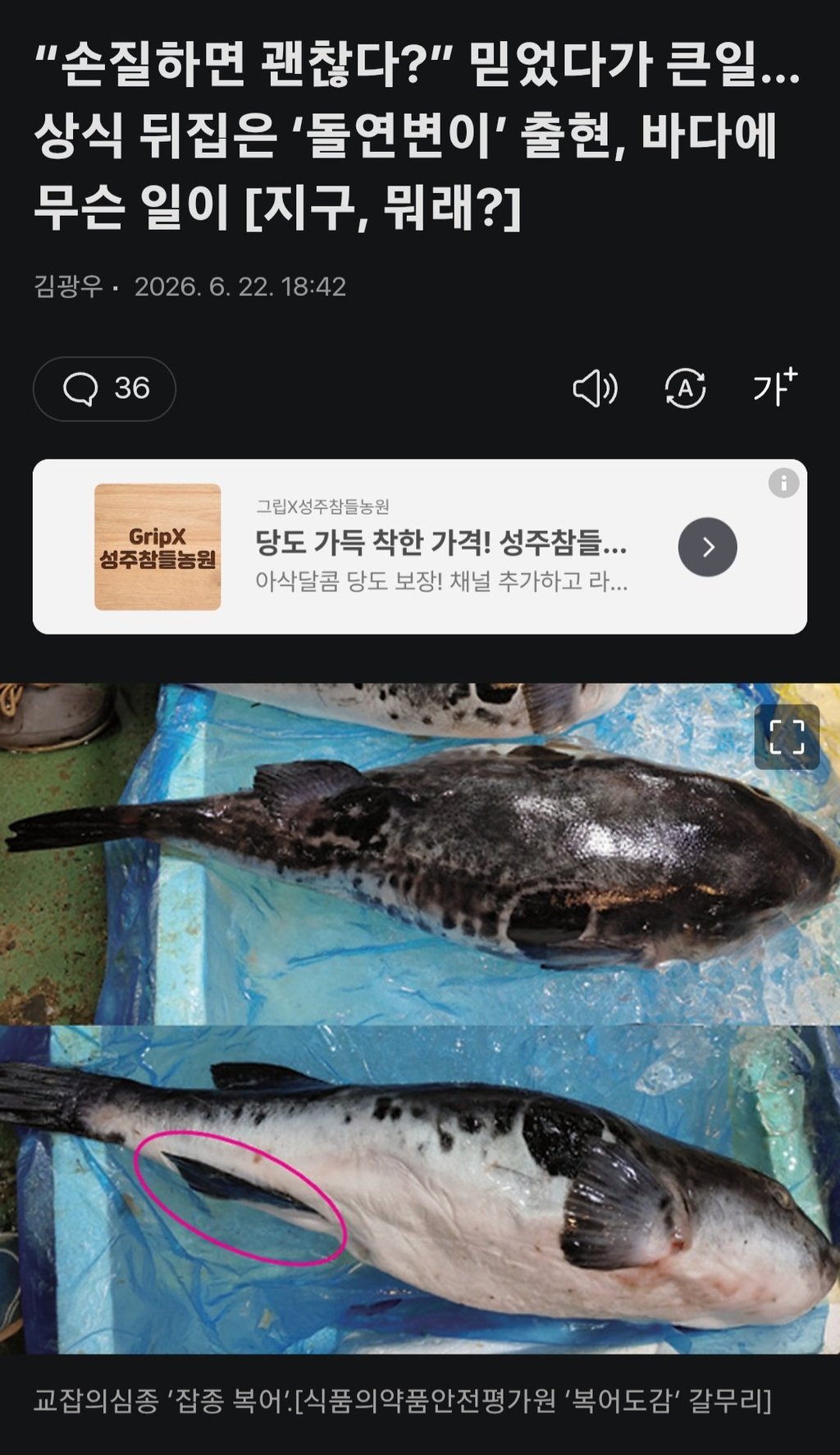 손질해도 독 안사라지는 복어 등장 ㄷㄷ