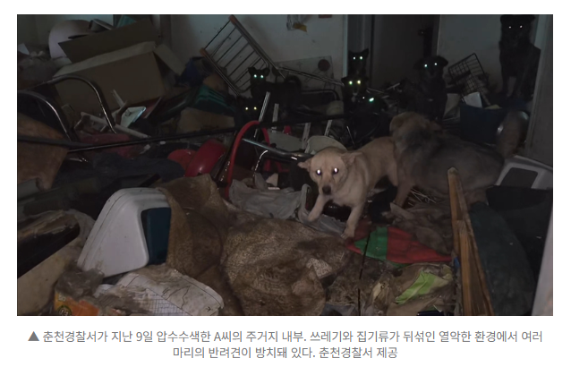 [속보] 춘천서 반려견 52마리 방치해 굶겨 죽인 60대 구속 송치 1