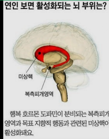 연인들이 보통 3개월 ~ 2년 전후로 이별하는 과학적인 이유 3