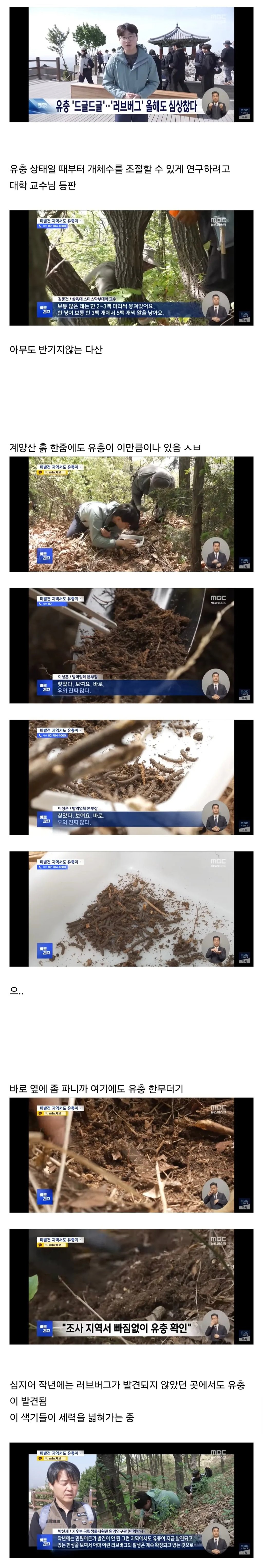 올해 더 심각해진 러브버그 심상치않음