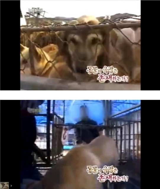 개는 개장수를 알아본다 2