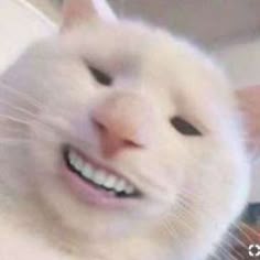 고양이 얼굴 사진도 좀 찍어줘