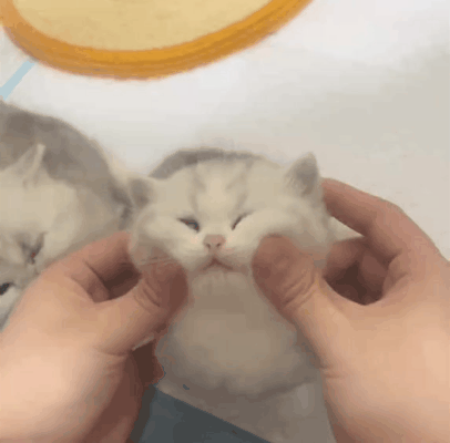 개 힐링 아기고양이 1