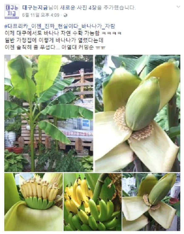 의외로 조선시대에 존재했던 바나나 ㄷㄷ 6