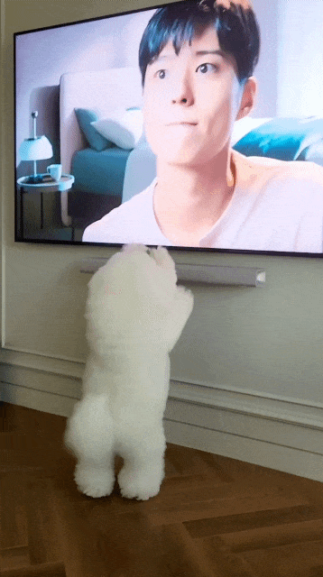 사람 외모 가리는 강아지