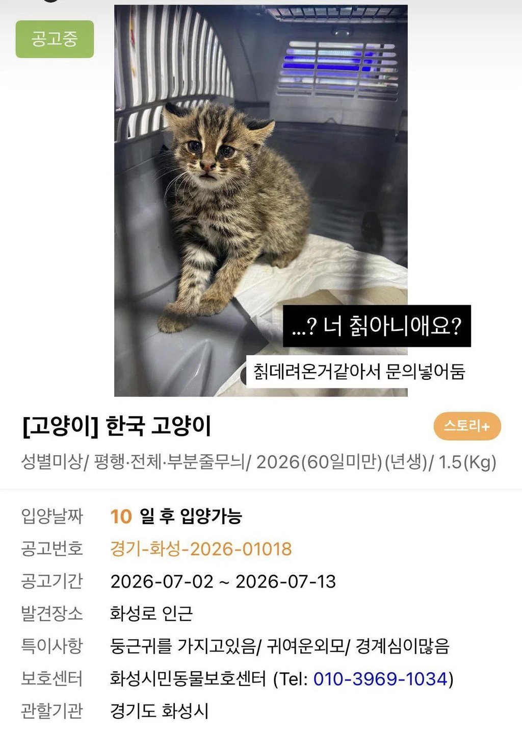 동물 보호센터에온 아무리 봐도 고양이가아님 3