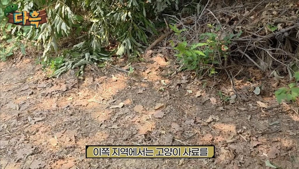 해충 갈색여치 확산 원인 6