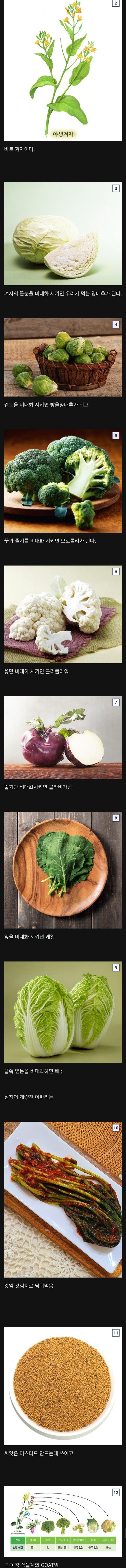 식물계의 GOAT 그자체