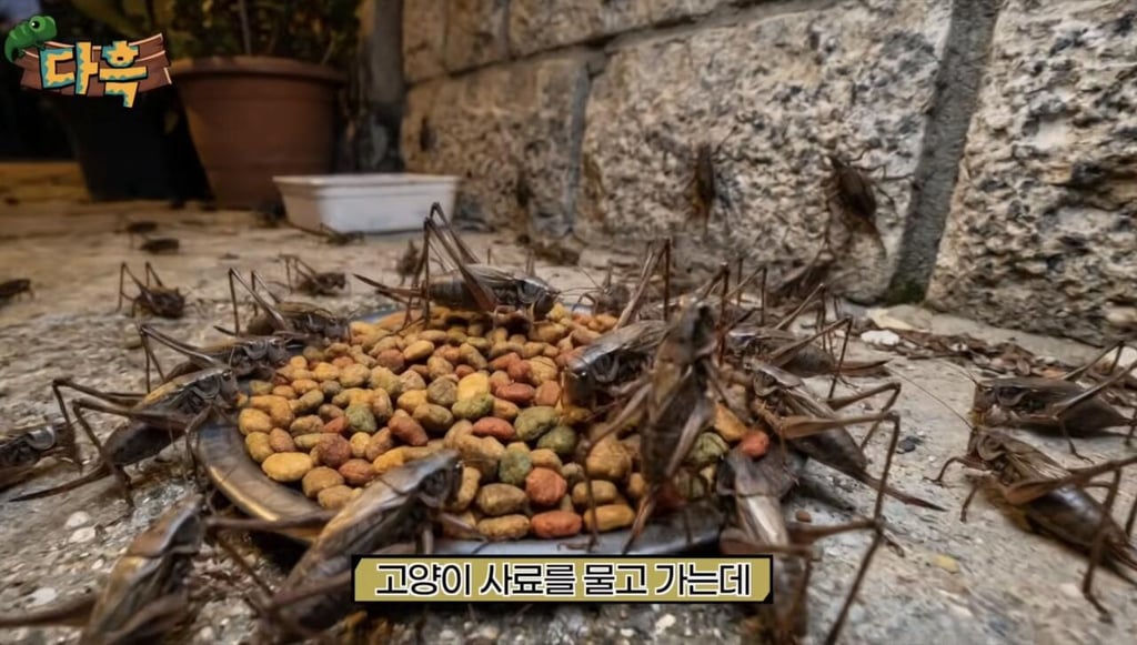 해충 갈색여치 확산 원인 5
