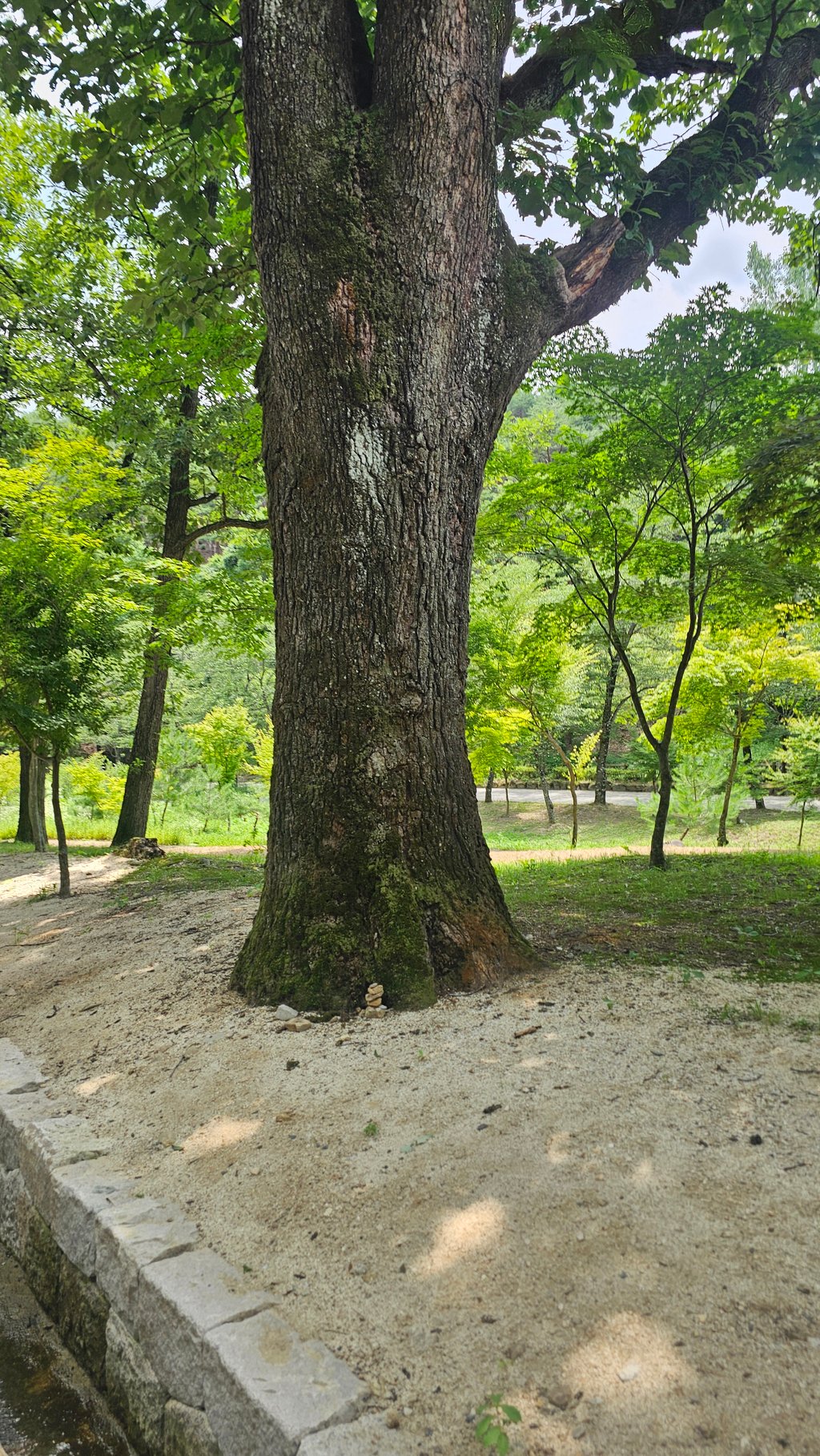 나무사이즈 보소