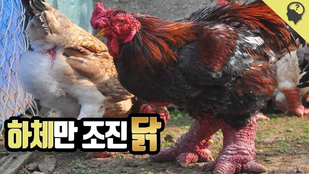베트남 부자들의 별미 2