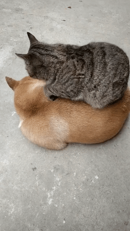 힐링 고양이 강아지짤 1