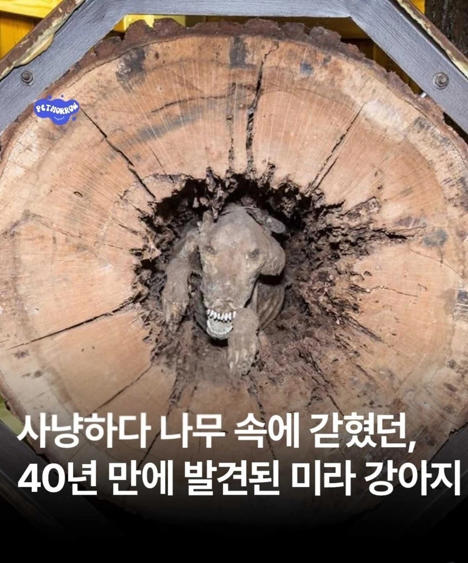 불쌍하게 죽은 강아지 미라