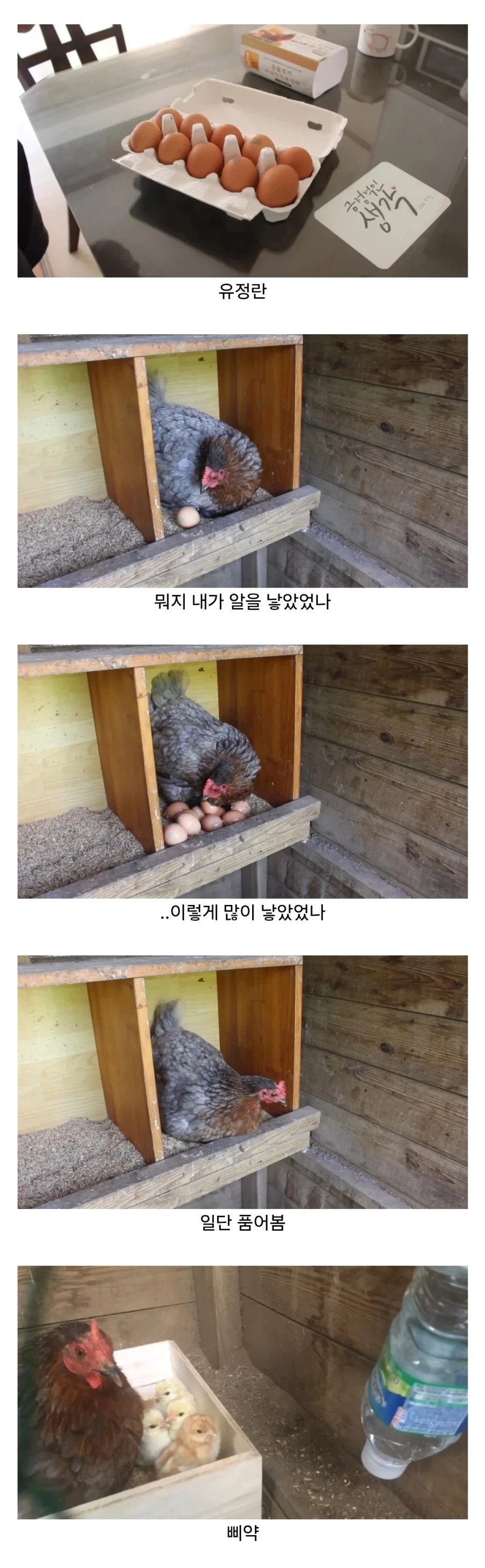 유정란을 품으면?