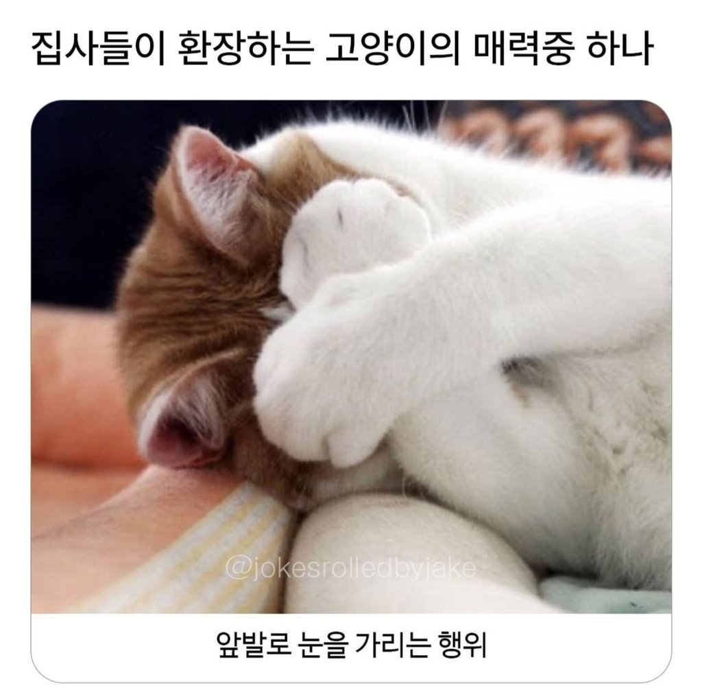 집사들이 환장하는 고양이의 매력중하나 1